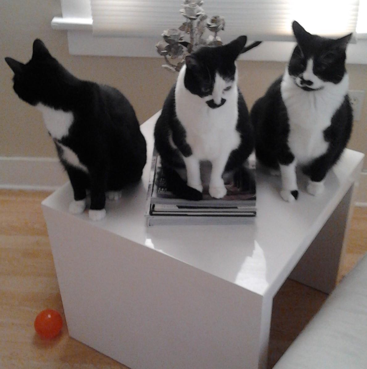 3 tuxedo cats
